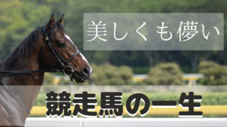 【競馬】美しも儚い競走馬の一生（馬券の真実）