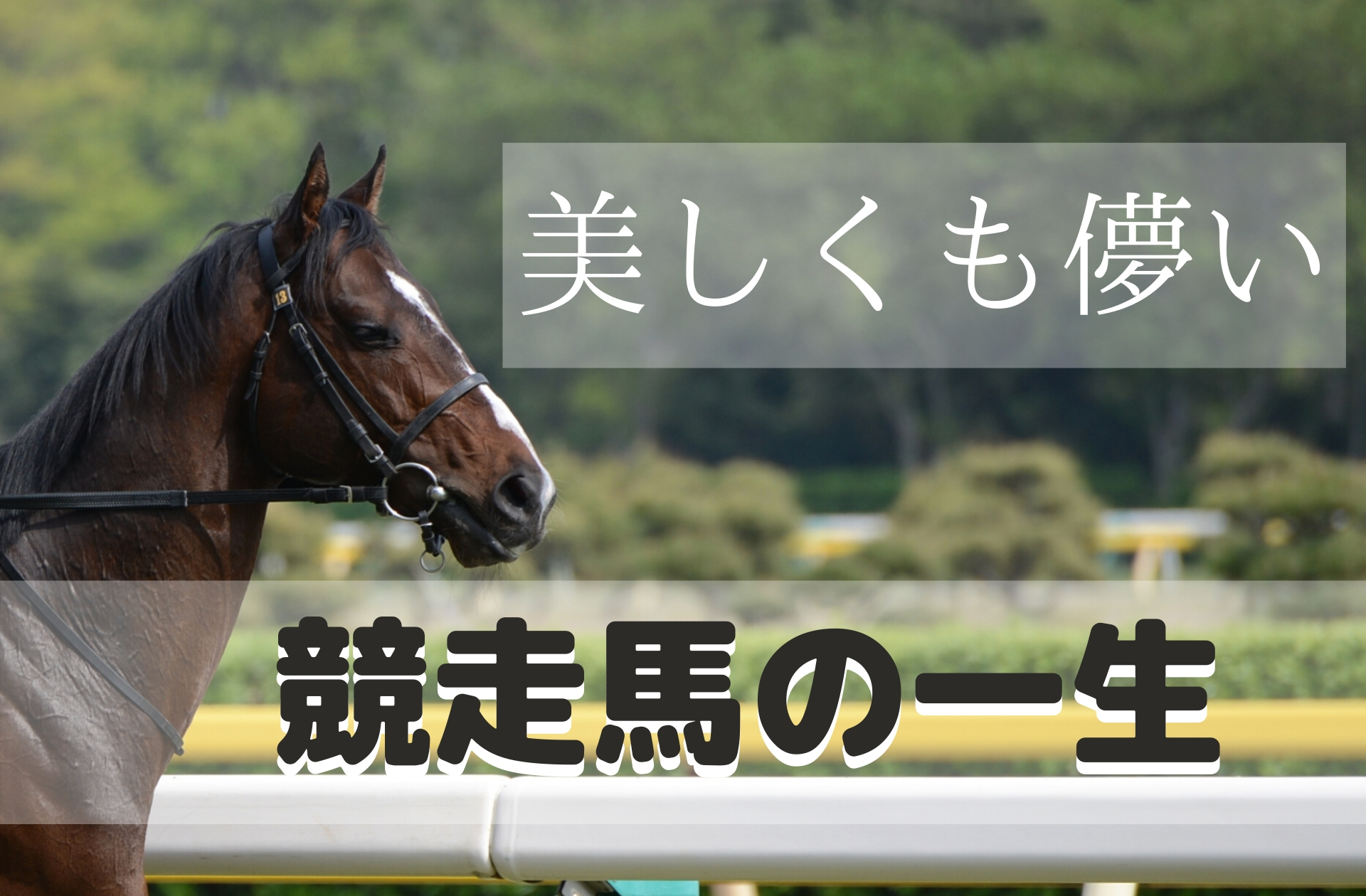 競馬場で活躍した競走馬の一生 デビューから引退後まで ウマいく 競馬を知る 勝つ 楽しむ